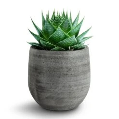 Esra Plant Pot - Mystic Grey -Indoor Plants 138970 pot esra mystic grey 15cmx13cm