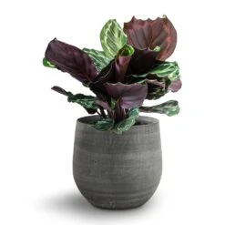 Esra Plant Pot - Mystic Grey -Indoor Plants 138973 pot esra mystic grey 26cmx26cm