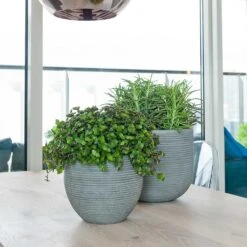Abby Ball Plant Pot - Ridged Dark Grey -Indoor Plants Abby Plant Pot Dark Grey Peperomia Houseplant