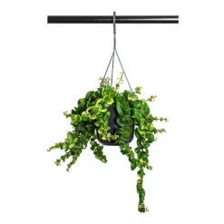 Aeschynanthus Rasta - Lipstick Plant -Indoor Plants Aeschynanthus Rasta Lipstick Plant 15cm