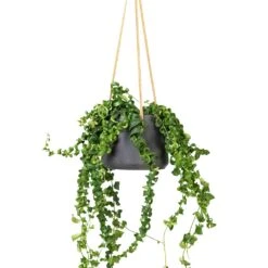 Patt Hanging Plant Pot - Black Washed -Indoor Plants Aeschynanthus Rasta Lipstick Plant 15x40cm Patt Hanging Plant Pot Black Washed 20x17cm f6089cf4 a50d 4baf b1b2 c85c694b1977