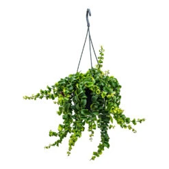 Aeschynanthus Rasta - Lipstick Plant -Indoor Plants Aeschynanthus Rasta Lipstick Plant