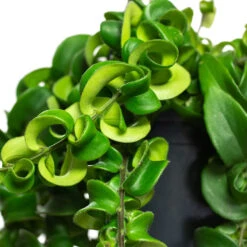 Aeschynanthus Rasta - Lipstick Plant -Indoor Plants Aeschynanthus Rasta Lipstick Plant Close Up