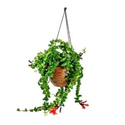 Mya Hanging Planter - Shiny Mocha -Indoor Plants Aeschynanthus Rasta Lipstick Plant Mya Hanging Planter Shiny Mocha 021dd599 e96a 4584 a075 46b15cd42646