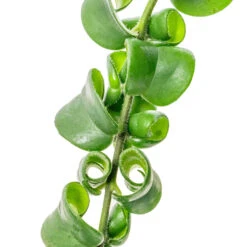 Aeschynanthus Rasta - Lipstick Plant -Indoor Plants Aeschynanthus Rasta Lipstick Plant SWATCH 2