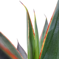 Agave Shaka Zulu -Indoor Plants Agave Shaka Zulu 15x25cm 2