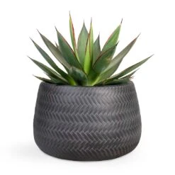 Agave Shaka Zulu -Indoor Plants Agave Shaka Zulu 15x25cm Angle Darcy Plant Pot Anthracite 24x16cm 127ac9dd 3d6f 4c51 a227 021b24db930a