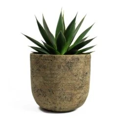 Agave Shaka Zulu -Indoor Plants Agave Shaka Zulu Dian Plant Pot Camel