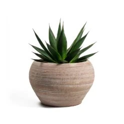 Agave Shaka Zulu -Indoor Plants Agave Shaka Zulu Ina Plant Pot Terracotta