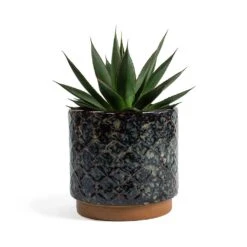 Agave Shaka Zulu -Indoor Plants Agave Shaka Zulu Mees Plant Pot Vintage Black