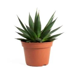 Agave Shaka Zulu -Indoor Plants Agave Shaka Zulu 337c8064 5f50 4416 b377 d0268833ee72