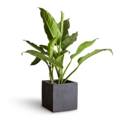 Fleur Natural Planter - Black -Indoor Plants Aglaonema B.J. Freedman Chinese Evergreen 17x70cm Fleur Natural Planter Black 20x20x20cm 3