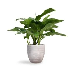 Angle Couple Plant Pot - White -Indoor Plants Aglaonema B.J. Freedman Chinese Evergreen 24x80cm Angle Couple Plant Pot White 30x28cm 4e7cbd8e 96e2 4911 a4d0 856d1f5b2677