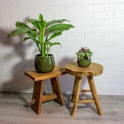 Tradescantia Zebrina - Inch Plant 18 Tradescantia Zebrina - Inch Plant -Indoor Plants Aglaonema B.J. Freedman Chinese Evergreen Tradescantia zebrina Inch Plant mischa green plant pot 481e7330 55a0 4ed4 9c3f 7860584d04ab