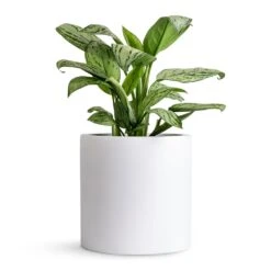 Puk Essentials Planter - Matt White -Indoor Plants Aglaonema Christina Chinese Evergreen 14x35cm Puk Planter Matt White 20x20cm 80db27b0 006a 484a a301 31a752032fd8
