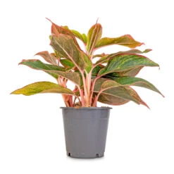 Aglaonema Crete - Chinese Evergreen 15 Aglaonema Crete - Chinese Evergreen -Indoor Plants Aglaonema Crete Chinese Evergreen 12x25cm