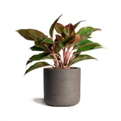 Aglaonema Crete - Chinese Evergreen 22 Aglaonema Crete - Chinese Evergreen -Indoor Plants Aglaonema Crete Chinese Evergreen 12x25cm Charlie Plant Pot Ash Brown 15x15cm