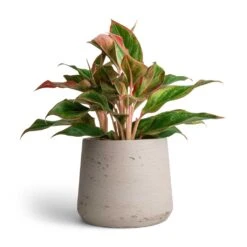 Patt Plant Pot - Grey Washed -Indoor Plants Aglaonema Crete Chinese Evergreen 12x25cm Patt Plant Pot Grey Washed 17x14cm f39e2768 c6d7 47d0 b311 796d43a3a28c