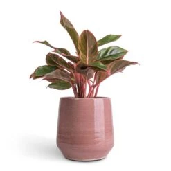 Remi Plant Pot - Pink 11 Remi Plant Pot - Pink -Indoor Plants Aglaonema Crete Chinese Evergreen 12x25cm Remi Plant Pot Pink 18x19cm