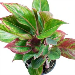 Aglaonema Crete - Chinese Evergreen 19 Aglaonema Crete - Chinese Evergreen -Indoor Plants Aglaonema Crete Chinese Evergreen Leaves