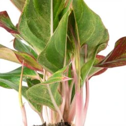 Indoor Plants -Indoor Plants Aglaonema Crete Chinese Evergreen Stems