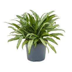 Aglaonema Cutlass - Chinese Evergreen -Indoor Plants Aglaonema Cutlass Chinese Evergreen 24cm