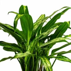 Aglaonema Cutlass - Chinese Evergreen -Indoor Plants Aglaonema Cutlass Chinese Evergreen Houseplant 12x35cm Bunch Leaf