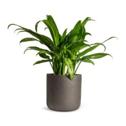 Aglaonema Cutlass - Chinese Evergreen -Indoor Plants Aglaonema Cutlass Chinese Evergreen Houseplant 12x35cm Charlie Plant Pot Black Washed 15x15cm