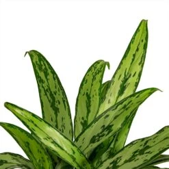 Aglaonema Cutlass - Chinese Evergreen -Indoor Plants Aglaonema Cutlass Chinese Evergreen Houseplant 12x35cm Close Leaf