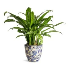 Aglaonema Cutlass - Chinese Evergreen -Indoor Plants Aglaonema Cutlass Chinese Evergreen Houseplant 12x35cm Monza Plant Pot Vintage Blue 13x12cm