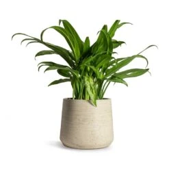 Patt Plant Pot - Grey Washed -Indoor Plants Aglaonema Cutlass Chinese Evergreen Houseplant 12x35cm Patt Plant Pot Grey Washed 17x14cm 4292a086 d7ac 4acc a727 25b570ee996f