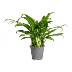Aglaonema Cutlass - Chinese Evergreen -Indoor Plants Aglaonema Cutlass Chinese Evergreen Houseplant 12x35cm Small