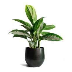 Zembla Plant Pot - Green -Indoor Plants Aglaonema Diamond Bay Zembla Plant Pot