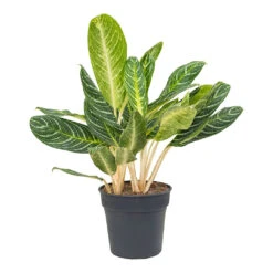 Aglaonema Key Lime - Chinese Evergreen -Indoor Plants Aglaonema Key Lime Chinese Evergreen 27cm