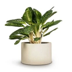 Grigio Cylinder Planter - Antique White Concrete -Indoor Plants Aglaonema Key Lime Chinese Evergreen 27x75cm Grigio Cylinder Planter Antique White Concrete 48x32cm