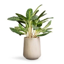Aglaonema Key Lime - Chinese Evergreen -Indoor Plants Aglaonema Key Lime Chinese Evergreen 27x75cm Raindrop Tube High Round Planter Stone 37x42cm