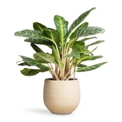 Aglaonema Key Lime - Chinese Evergreen -Indoor Plants Aglaonema Key Lime Chinese Evergreen 27x75cm Ryan Plant Pot Sand Gold 36x32cm