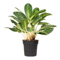 Aglaonema Key Lime - Chinese Evergreen -Indoor Plants Aglaonema Key Lime Chinese Evergreen 27x80cm