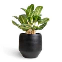 Aglaonema Key Lime - Chinese Evergreen -Indoor Plants Aglaonema Key Lime Chinese Evergreen 27x80cm Norell Plant Pot Black 42x38cm