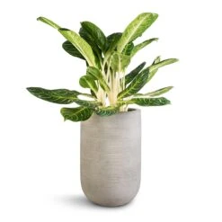 Cody Plant Vase - Ridged Cement -Indoor Plants Aglaonema Key Lime Chinese Evergreen Cody Plant Vase Ridged Cement 35x55cm