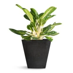 Aglaonema Key Lime - Chinese Evergreen -Indoor Plants Aglaonema Key Lime Chinese Evergreen Ella Artstone Plant Pot Black 45x45x45cm