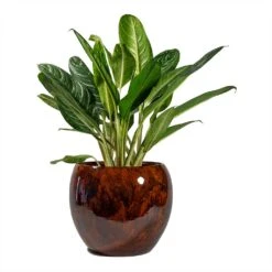 Kae Plant Pot - Cayenne -Indoor Plants Aglaonema Key Lime Chinese Evergreen Kae Plant Pot Cayenne 1c4866a3 c8ca 4b8e 9f92 151b27c30ad7
