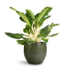 Zembla Plant Pot - Green -Indoor Plants Aglaonema Key Lime Chinese Evergreen Zembla Plant Pot Green 35x32cm 0104f484 e578 451a 8ea7 d8a97fc50816