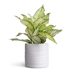 Hadleigh Plant Pot - White -Indoor Plants Aglaonema Kiwi Chinese Evergreen 12x30cm Hadleigh Plant Pot White 14x13cm d7e65c5d 2647 419a ae12 c34393535fb8