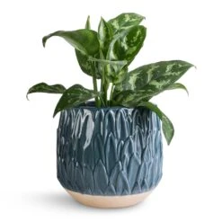 Arles Leaf Plant Pot - Teal -Indoor Plants Aglaonema Maria Chinese Evergreen 14x30cm Arles Leaf Plant Pot Teal 17x17cm 643a6b17 5788 437a a90e d34410037c32