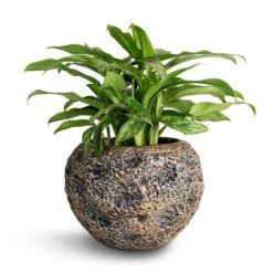 Luxe Lite Moon Globe Planter - Bronze 16 Luxe Lite Moon Globe Planter - Bronze -Indoor Plants Aglaonema Maria Chinese Evergreen 17x50cm Luxe Lite Moon Globe Planter Bronze 28x20cm