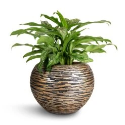 Luxe Lite Wrinkle Globe Planter - Bronze -Indoor Plants Aglaonema Maria Chinese Evergreen 17x50cm Luxe Lite Wrinkle Globe Planter Bronze 28x20cm