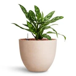 Aglaonema Maria - Chinese Evergreen - HydroCare -Indoor Plants Aglaonema Maria Chinese Evergreen HydroCare Coral Refined Planter Natural White