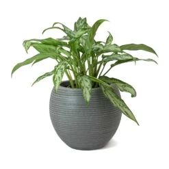 Abby Ball Plant Pot - Ridged Dark Grey -Indoor Plants Aglaonema Maria Christina Chinese Evergreen Abby Ball Plant Pot Dark Grey b1d19f5c 4653 4e35 ab1f 840c290d3c8f