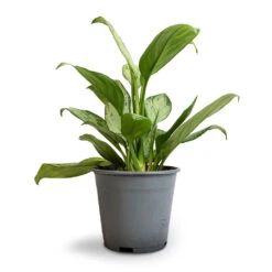 Aglaonema Silver Bay - Chinese Evergreen 15 Aglaonema Silver Bay - Chinese Evergreen -Indoor Plants Aglaonema Silver Bay Chinese Evergreen 14x45cm